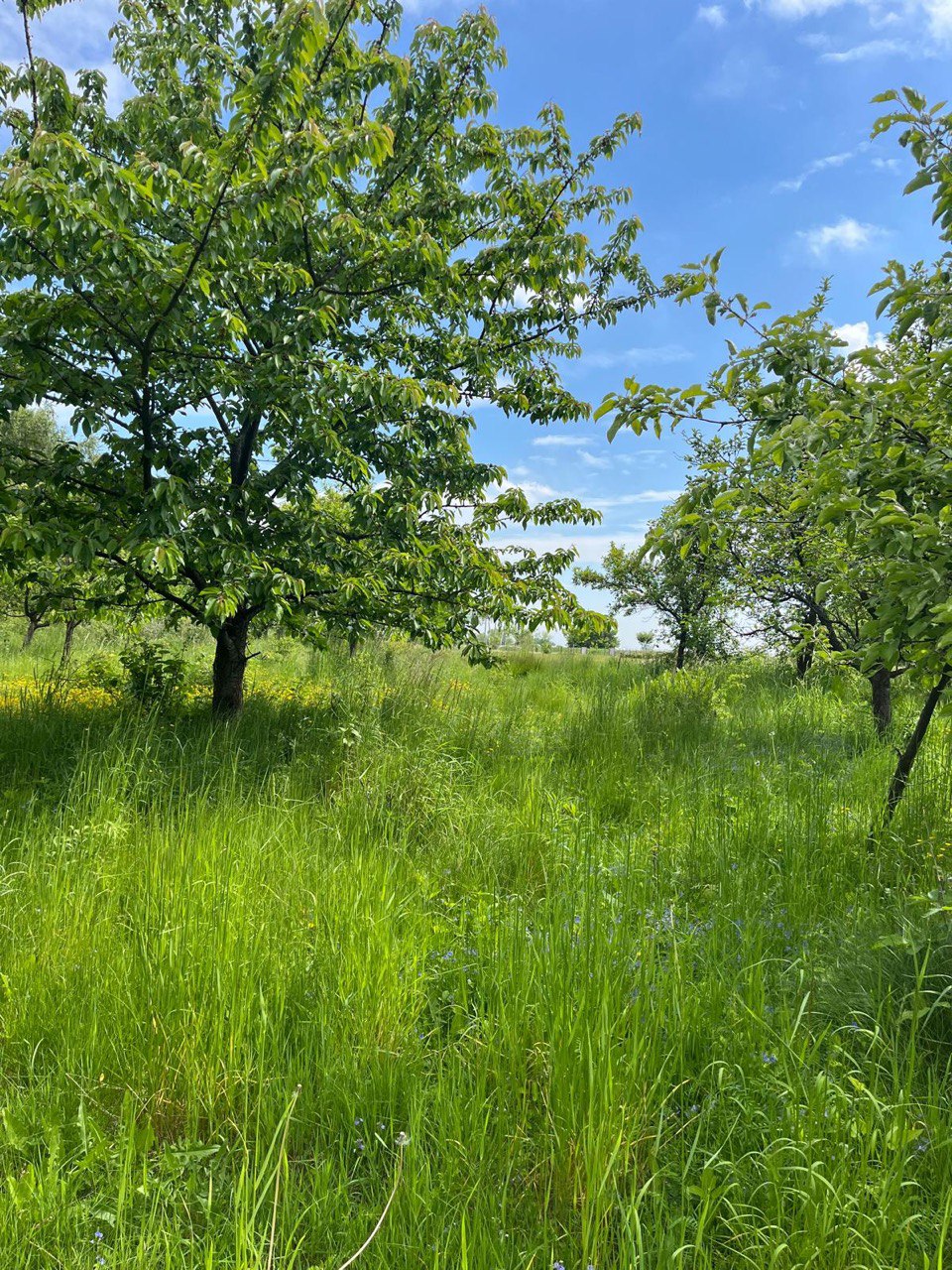 Czyszczenie działki